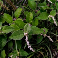 Buddleja cordata