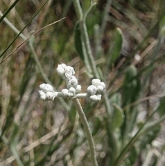 Eriogonum annuum