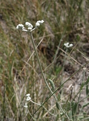 Eriogonum annuum