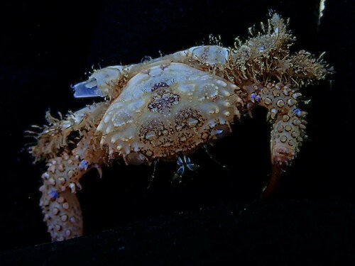 Luniella pugil observed 2024-11-07