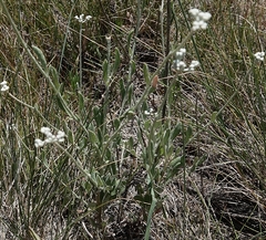 Eriogonum annuum