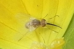 Phthiriinae