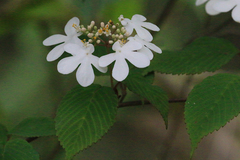 Viburnum plicatum