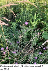 Centaurea stoebe australis
