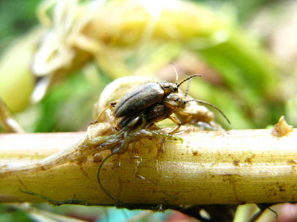 Macroplea huaxiensis