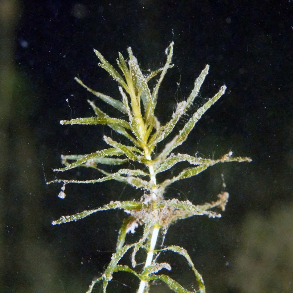 South American Waterweed