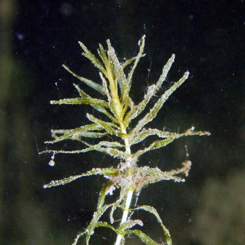 Elodea callitrichoides