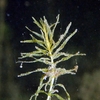South American Waterweed - Photo (c) Lorenz Seebauer, some rights reserved (CC BY-ND), uploaded by Lorenz Seebauer