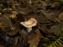 Russula amoenicolor