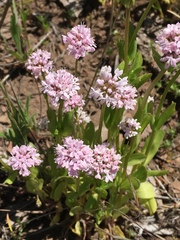 Plectritis congesta
