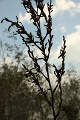Tillandsia dasyliriifolia