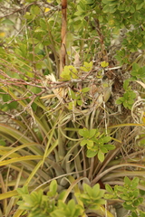 Tillandsia dasyliriifolia