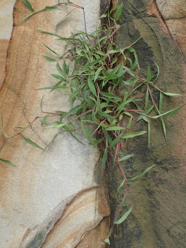 Image of Ischaemum ciliare by no rights reserved