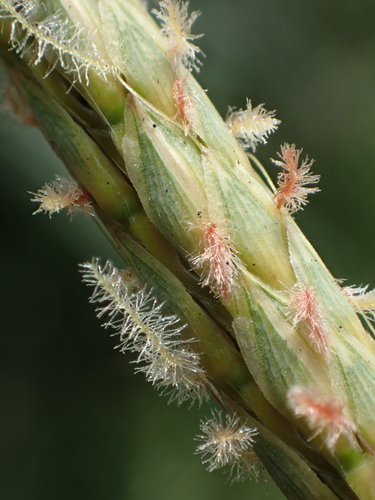Ischaemum ciliare