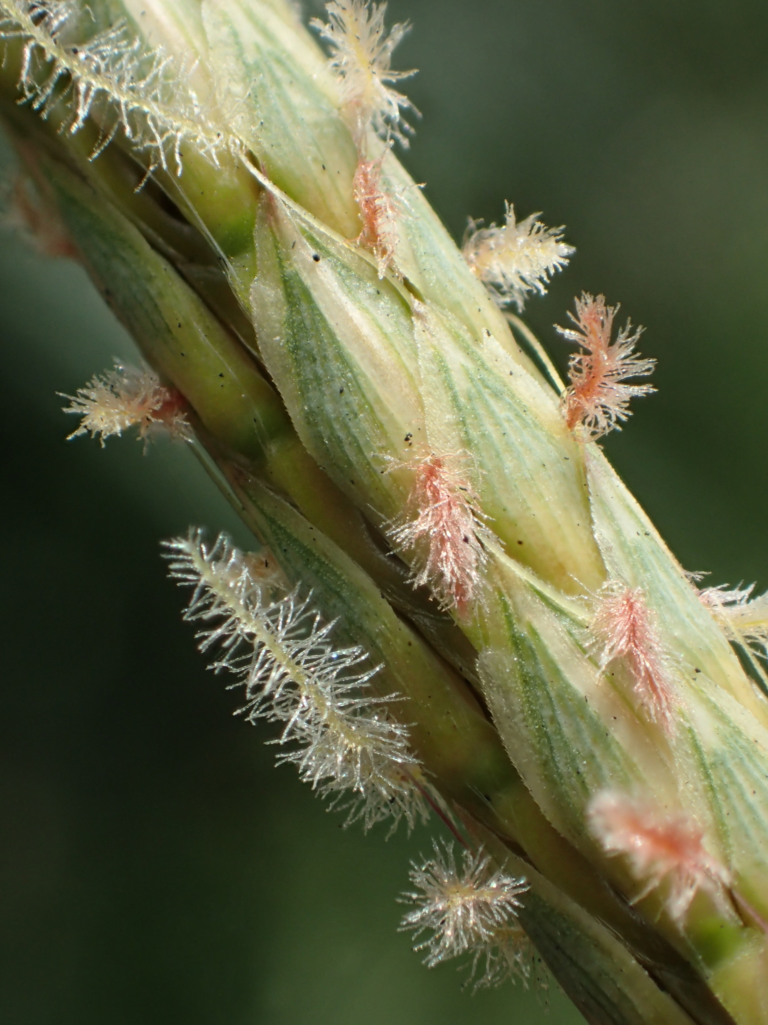Ischaemum ciliare