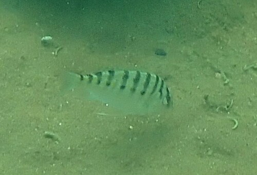 Dardenne's cichlid (Limnotilapia dardennii) — Cichlidae — 5