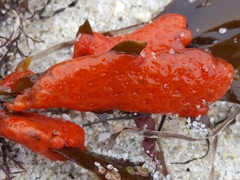 Metandrocarpa dura