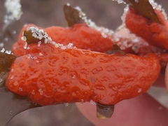 Metandrocarpa dura