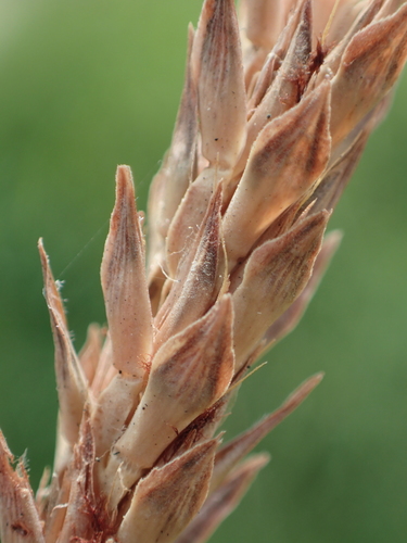 Ischaemum ciliare