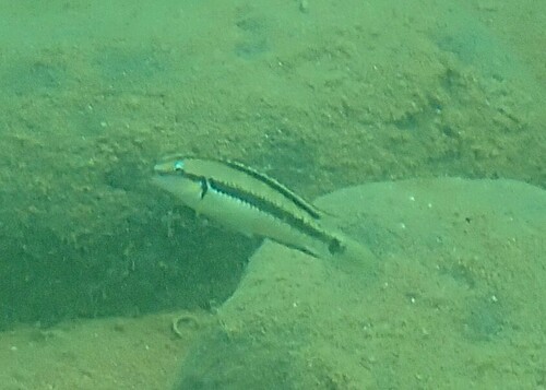 Striped telmatochromis (Telmatochromis vittatus) — Cichlidae — 5