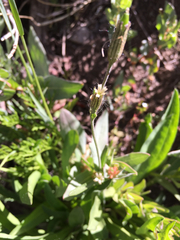 Silene invisa