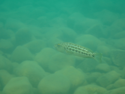 Langgerekte Tanganyika-cichlide (Lepidiolamprologus elongatus) — Cichlidae
