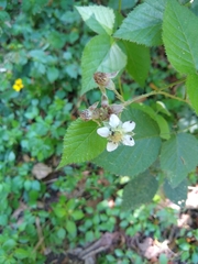 Rubus adenotrichos