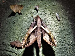 Xylophanes ceratomioides