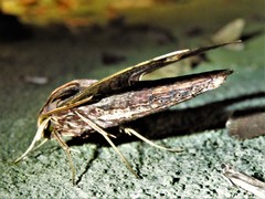 Xylophanes ceratomioides
