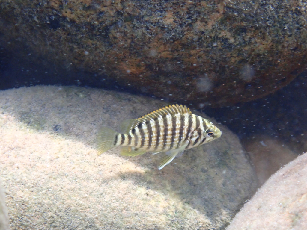 Thicklip cichlid (Lobochilotes labiatus) — Cichlidae