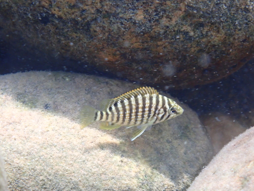 Diklipcichlide (Lobochilotes labiatus) — Cichlidae
