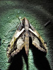 Xylophanes ceratomioides