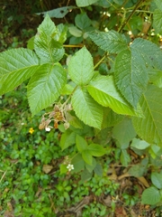 Rubus adenotrichos