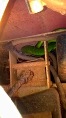 Dendroaspis angusticeps