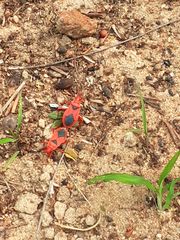 Probergrothius sanguinolens
