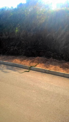 Dendroaspis angusticeps