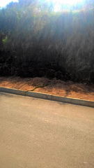 Dendroaspis angusticeps