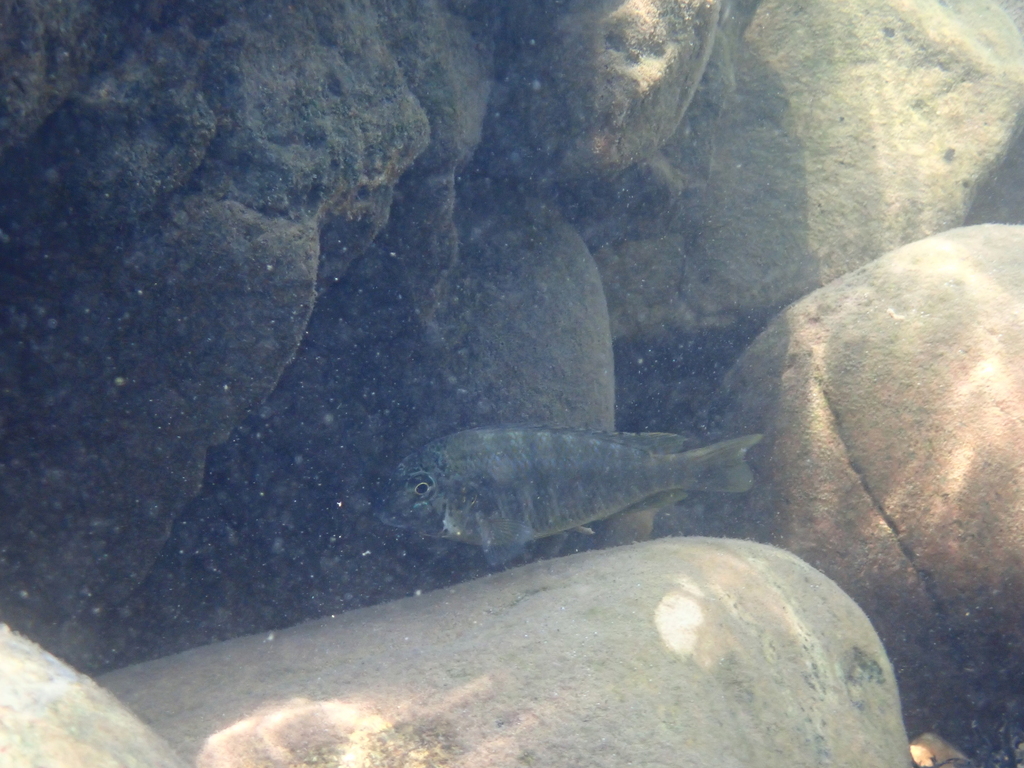 Diagramma cichlid (Simochromis diagramma) — Cichlidae