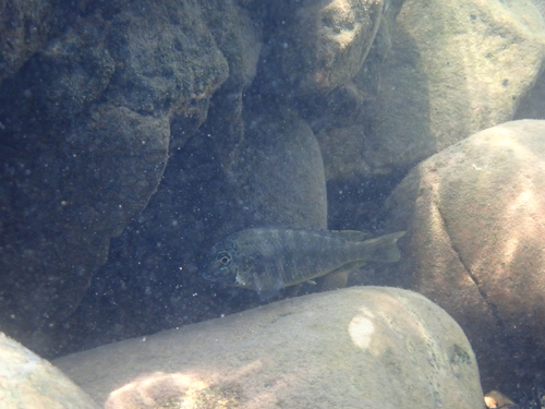 Diagramma cichlid (Simochromis diagramma) — Cichlidae