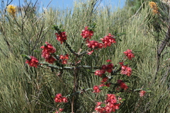Verticordia etheliana, photograph (c) Benjamin Anderson, some rights reserved (CC BY)