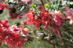 Verticordia etheliana, photograph (c) Benjamin Anderson, some rights reserved (CC BY)