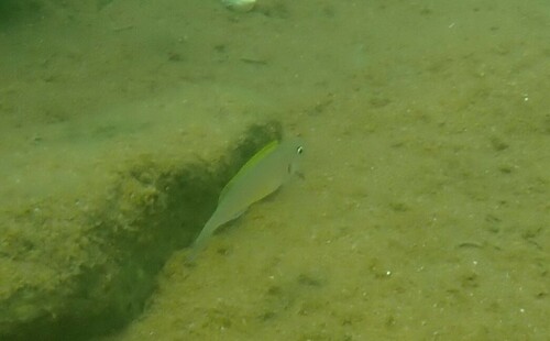 Yellow Sand Cichlid (Xenotilapia flavipinnis) — Cichlidae — 2