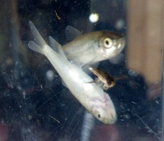 Notropis volucellus