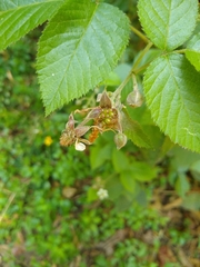 Rubus adenotrichos