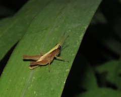 Orphula azteca