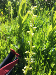 Platanthera sparsiflora