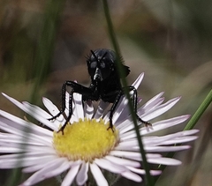 Ospriocerus aeacus