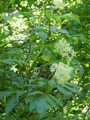 Sambucus racemosa melanocarpa