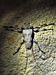 Oreodera glauca