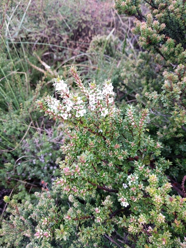 Image of Epacris myrtifolia by (c) Joe Atkinson, some rights reserved (CC BY)
